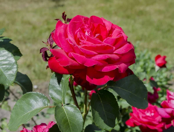 Rosa Blüte rot — Stockfoto