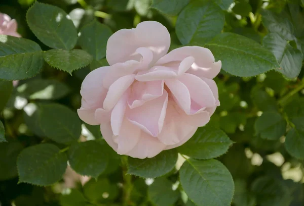 Rosa Fiore Rosa — Foto Stock