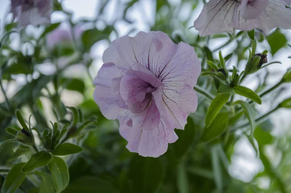 Delikat rosa petunia blomma — Stockfoto