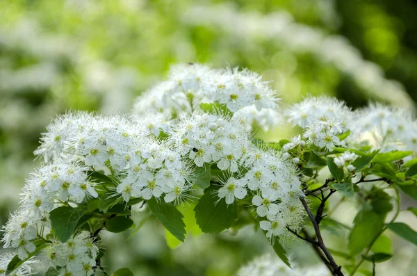 Lentebloemen in het park — Stockfoto