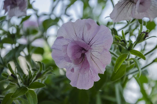 Delikat rosa petunia blomma — Stockfoto