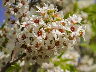 Güzel ağaç çiçek