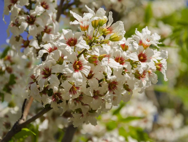 Güzel ağaç çiçek