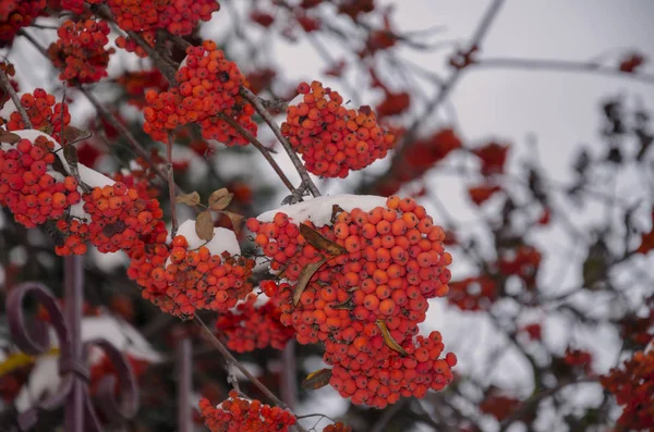 Berries of red mountain ash in winter — Stock Photo, Image