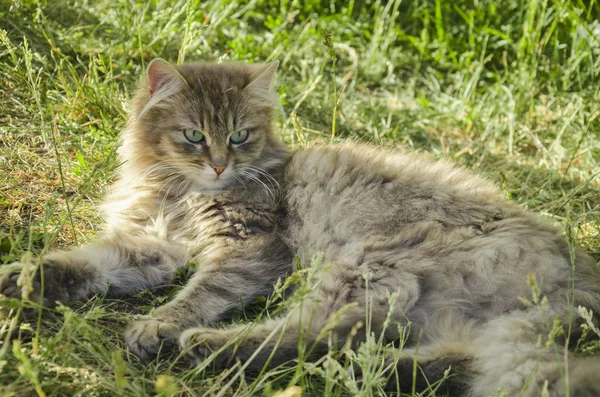 Στο γρασίδι είναι μια γκρίζα γάτα — Φωτογραφία Αρχείου
