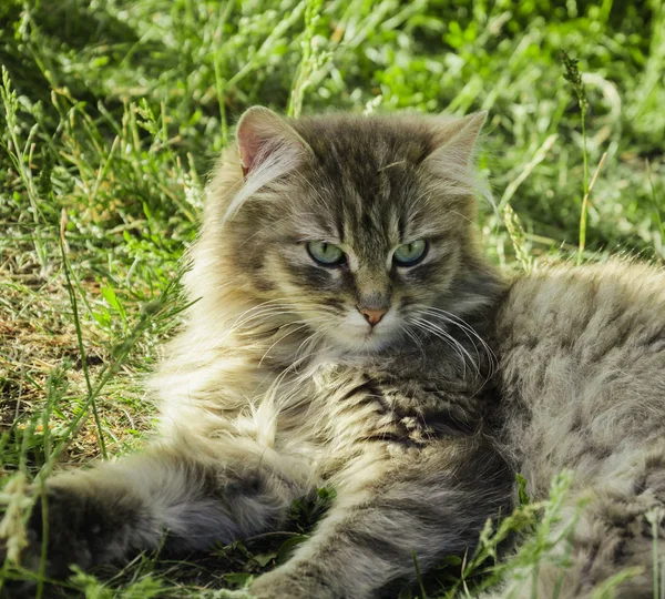 Sull'erba è un gatto grigio — Foto Stock