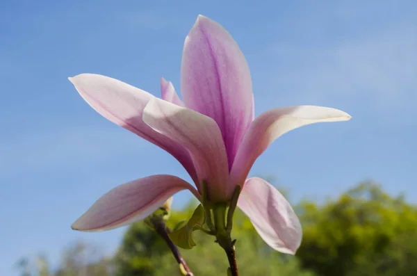 Λουλούδι μεγάλο μανόλια — Φωτογραφία Αρχείου