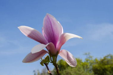 Büyük Manolya çiçek