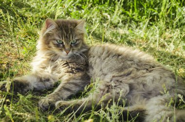 Çimenlerin üzerinde gri bir kedidir