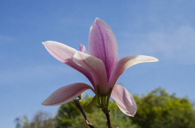 Büyük Manolya çiçek