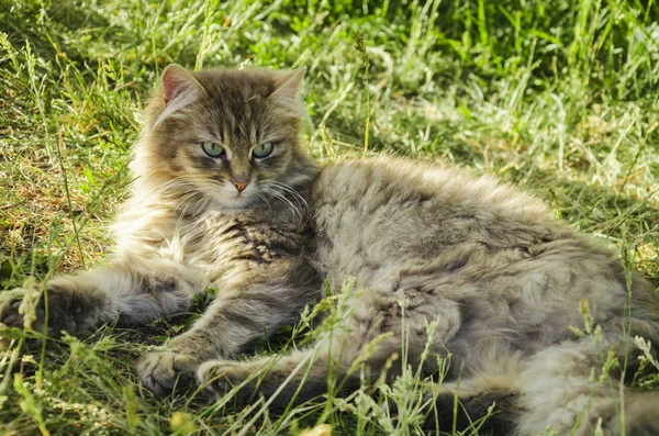 Op het gras is een grijze kat — Stockfoto