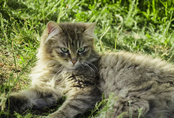 На траві сірий кіт — стокове фото