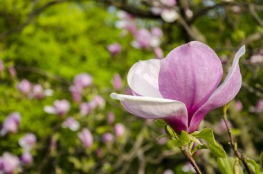 pembe Manolya çiçeği