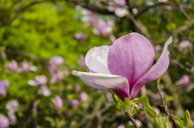 pembe Manolya çiçeği
