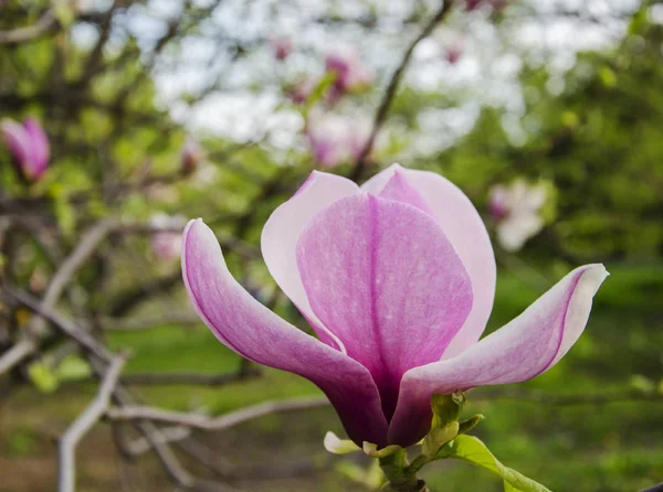 ピンクのマグノリアの花 — ストック写真