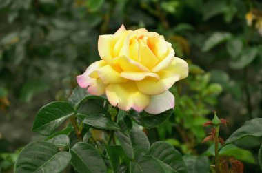 Güzel gül çiçeği