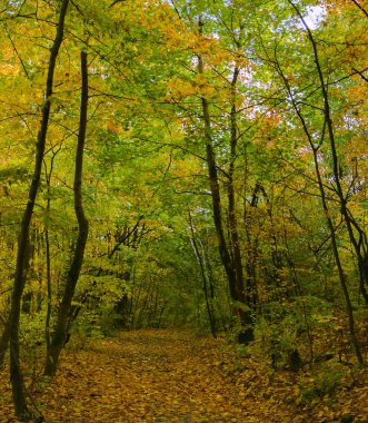 Sonbahar parlak orman