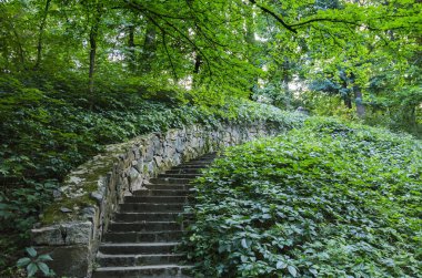 Orman merdiven yukarı doğru