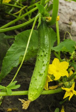 yatakta yeşil salatalık