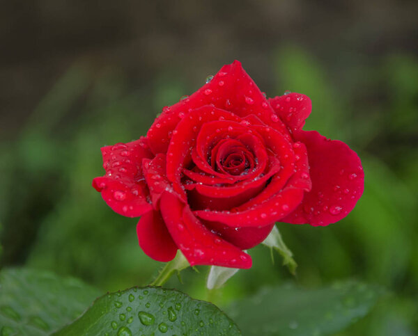 Summer in the garden a beautiful red rose flower with a pleasant scent, with droplets of water after a rain