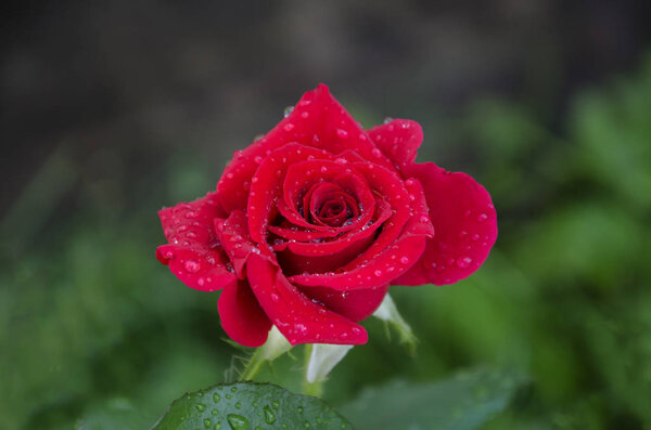Summer in the garden a beautiful red rose flower with a pleasant scent, with droplets of water after a rain