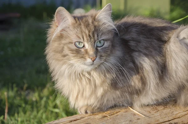 Hermoso gato gris —  Fotos de Stock