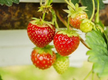 Kırmızı olgun çilek berry