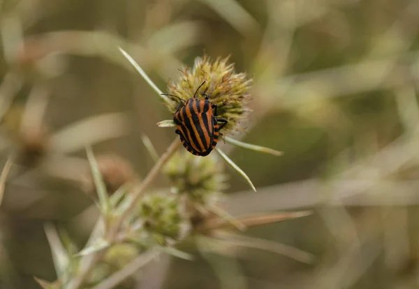 Red with black stripes beetle — Stock Photo, Image