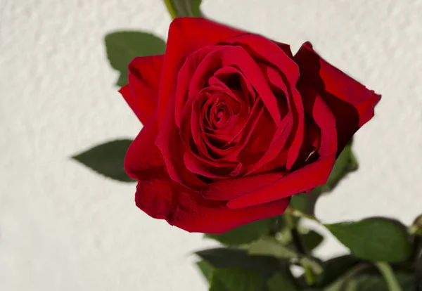 Růžový květ na světlém pozadí — Stock fotografie