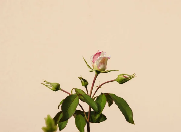 Rose flower on a light background — Stock Photo, Image