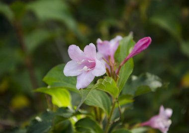 güzel pembe çiçekler