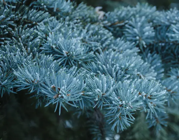 冬のトウヒの枝は霜で覆われています。 — ストック写真