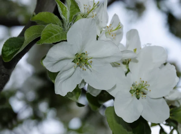 Floración del árbol frutal — Foto de Stock