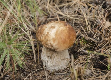 Ormanda mantar yetişir.