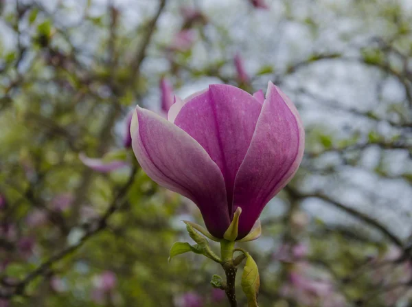 Duża magnolia kwiat — Zdjęcie stockowe