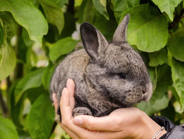 Petit lapin gris — Photo