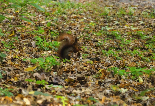 Rode eekhoorn in het bos — Stockfoto