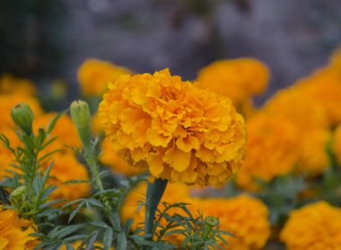 öğleden sonra güzel sarı kadife çiçeği çiçek parkta, closeup sonbaharda