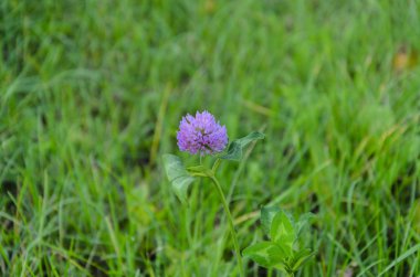 güzel yonca çiçek