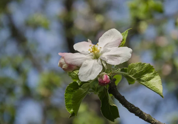 Floración del árbol frutal — Foto de Stock