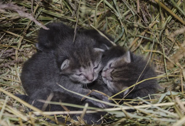 Bebés gatos grises en el nido — Foto de Stock