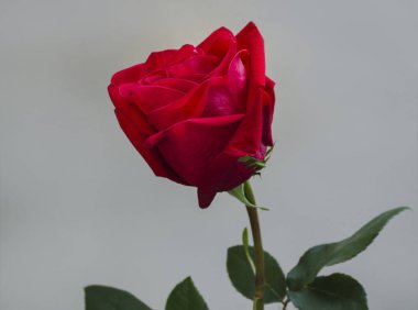 güzel bir kırmızı gül tomurcuğu
