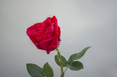 güzel bir kırmızı gül tomurcuğu