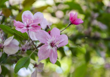 Bahar çiçekli meyve