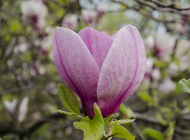 güzel kokulu Manolya çiçek