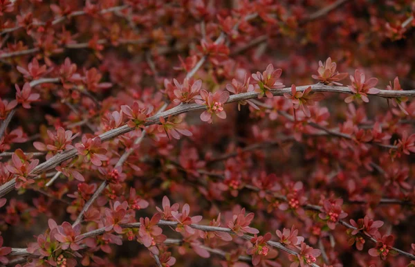 Rama con hojas rojas florecientes — Foto de Stock