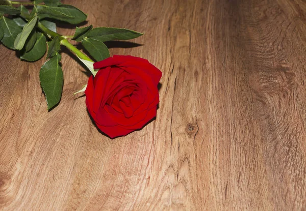 kırmızı gül çiçek