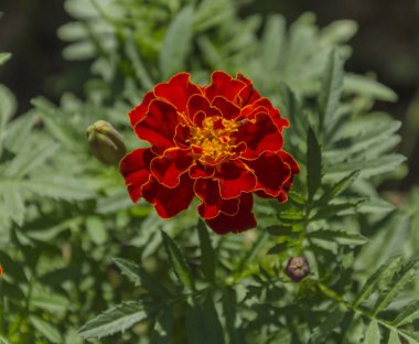 güzel çiçek kadife çiçeği