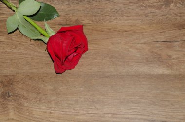 Kırmızı çiçek kokulu gül