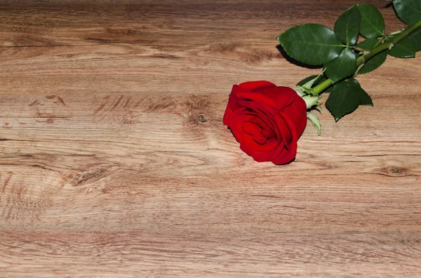 Kırmızı çiçek kokulu gül